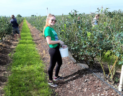Gleaning Blueberries in Florida - 2